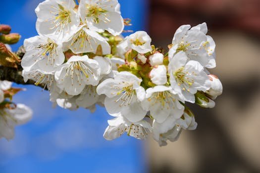 Charlottesville’s Pollen Season Is Brutal — Here’s What It’s Doing to Your Teeth